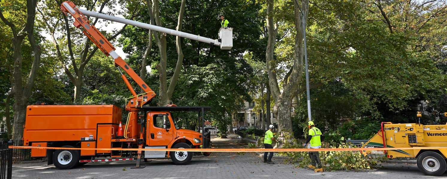 Stump grinding work in Charlotte